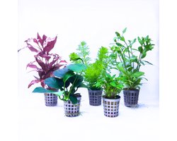Aquabetta Aquarium Planten Set LAP-001 – 5 Aquariumplanten - Alternanthera – Anubias- Cryptocoryne – Hygrophila – Limnophila – Decoratie – Set met diverse Hoogtes