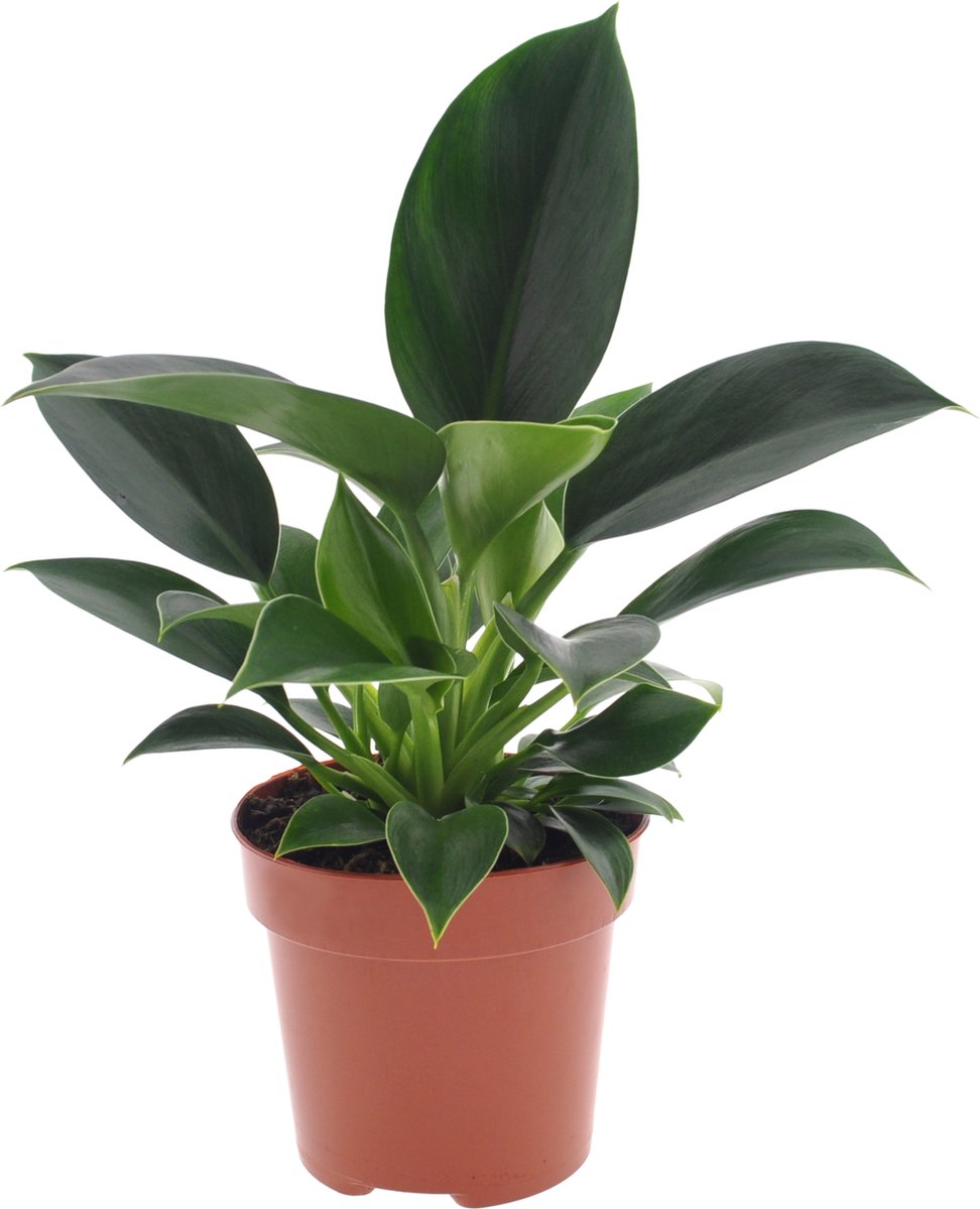 Philodendron Green Princess | 35cm | excl. Keramieken pot