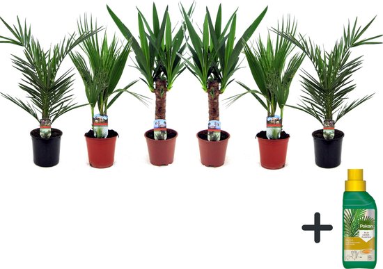 Plant in a Box - Binnen Palmen Mix - Mix van 6 - Pokon - Washingtonia - Yucca - Phoenix - Pot 14cm - Hoogte 50-70cm