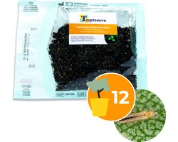 Roofmijten tegen trips - 2.500 roofmijten voor trips bestrijding bij 12 planten