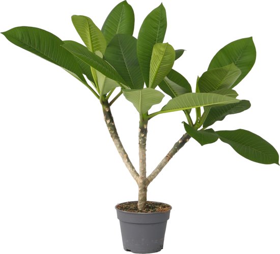 Plant in a Box - Plumeria Frangipani - Plumeria Hawaii