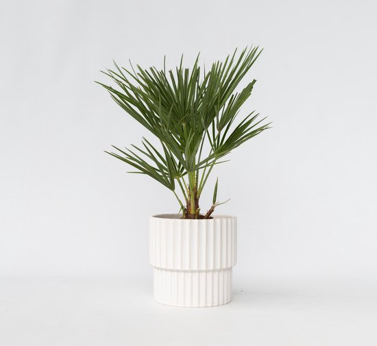 Een Chamaerops Humilis in een witte, gegroefde pot op een witte achtergrond.