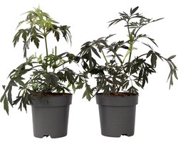 Plant in a Box - Sambucus nigra 'Black Lace' - Set van 2 - Donkerbladerige vlierbes met prachtige roze-witte bloemen - Pot 17cm - Hoogte 25-40cm
