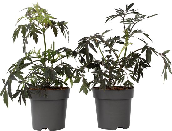 Plant in a Box - 2 stuks Sambucus nigra Black Lace - Zwarte vlier