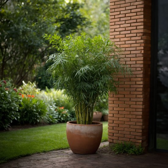 Plant in a Box - Set de 3 Fargesia Rufa - Bambou non invasif - Pot ⌀ 13cm - Hauteur ↕ 30-40cm