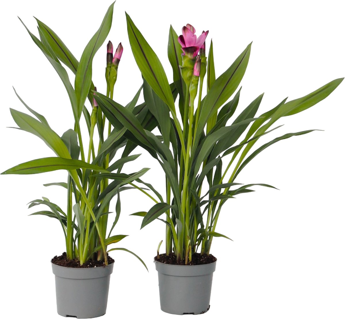 Plant in a Box - Curcuma 'Al Siam Supreme'- Set van 2 - Pot 13cm - Hoogte 40-60cm - Kurkuma - Kamerplanten - Bloeiend