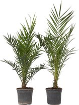 Chamaerops humilis 'Vulcano' 80- 100, C30, SOL Chamaerops humilis 'Vulcano' 80- 100, C30, SOL
