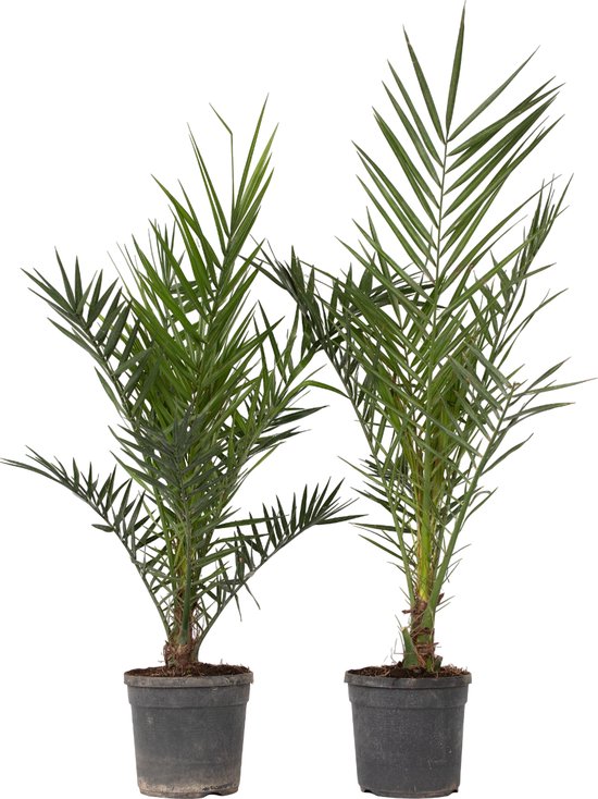 Twee Canarische dadelpalmen in grijze potten, met lange, slanke groene bladeren.