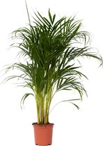 Plant in a Box - Dypsis Lutescens - Areca - Goudpalm - Luchtzuiverende groene kamerplant - Pot 21cm - Hoogte 100-120cm
