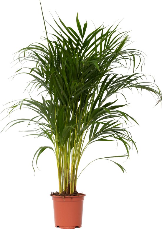Plant in a Box Dypsis Lutescens