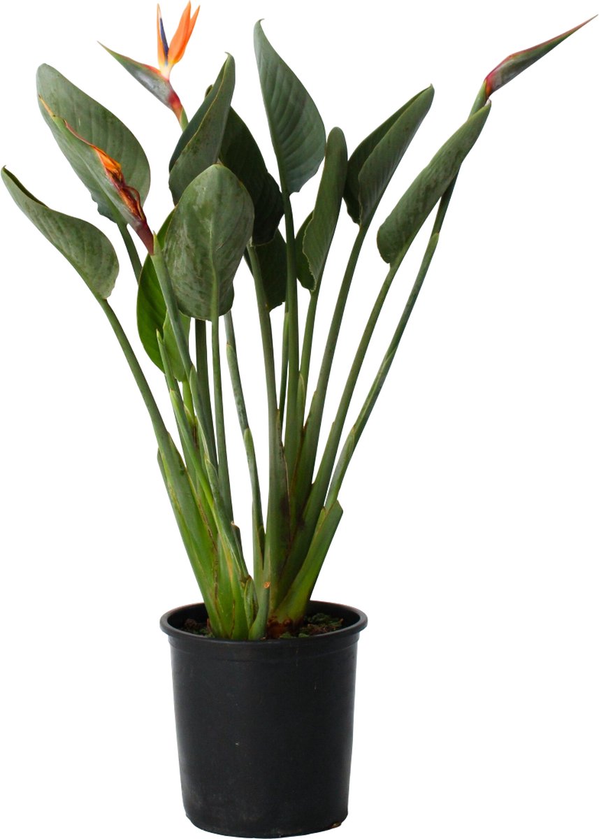 Plant in a Box - Strelitzia Reginea - Met bloem! - Tropische kamerplant - Paradijsvogelbloem - ⌀27cm - Hoogte 80-100cm
