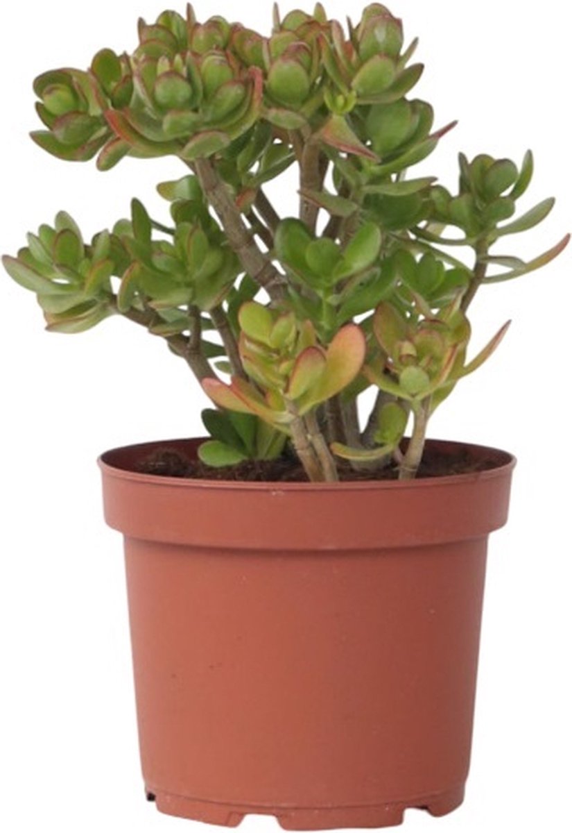 Plant in a Box - Jadeplant - Crassula ovata 'Hobbit' - Hoogte 45-50cm - Pot 23cm - Kamerplant - Succulent - Groen