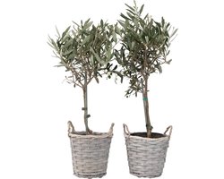 Plant in a Box - Olea Europaea - Set van 2 - Olijfboom op stam in mand - Pot 14cm - Hoogte 50-60cm