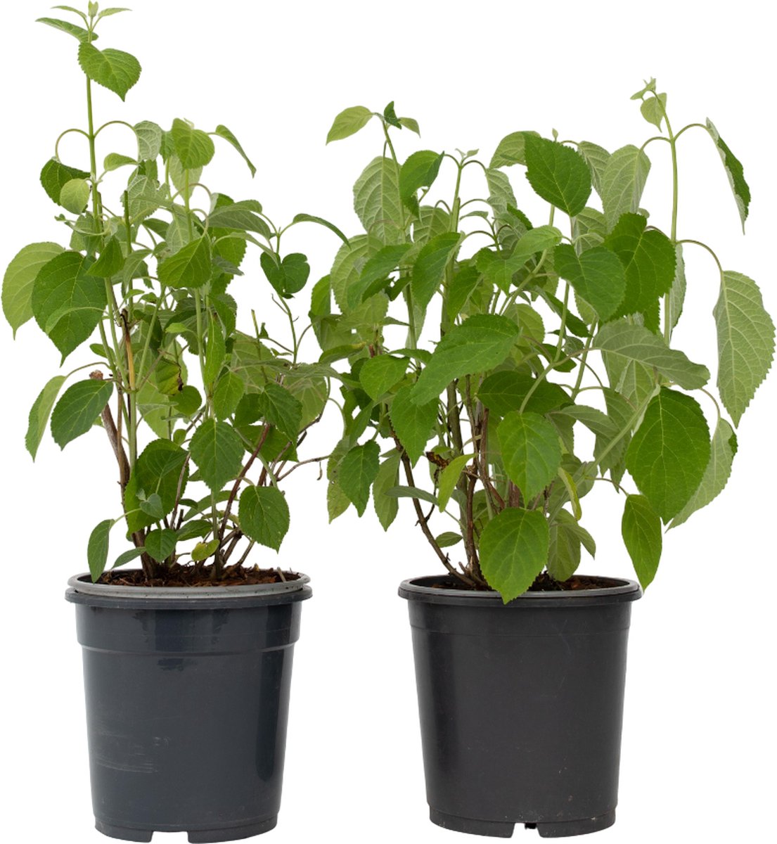Plant in a Box - Hydrangea 'Pink Annabelle' - Hortensia - 2 stuks - Tuinplant - Roze - Potmaat 19 cm - Hoogte 40-50 cm