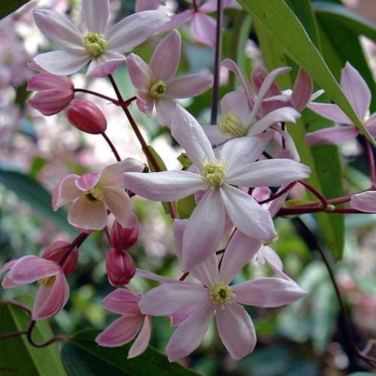 2 x Apple Blossom Groenblijvend - 2 x Roze, Groenblijvende/Wintergroene Klimplanten - Winterharde Tuinplanten | 2 x 1.5 Liter pot