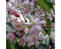 2 x Apple Blossom Groenblijvend - 2 x Roze, Groenblijvende/Wintergroene Klimplanten - Winterharde Tuinplanten | 2 x 1.5 Liter pot