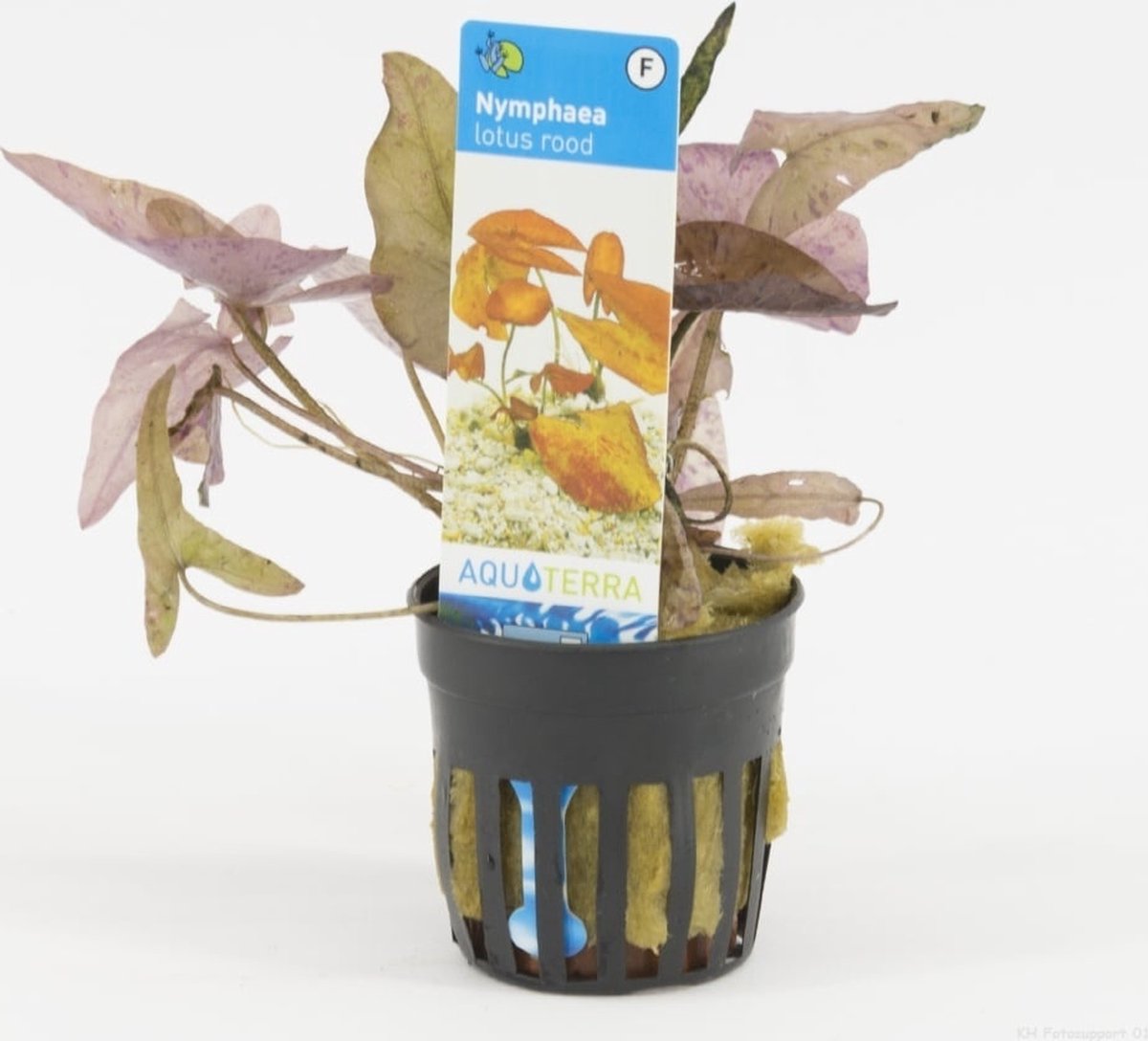 Aquaflora Nymphaea zenkeri Red | RodeTijgerlotus | in 5 cm pot