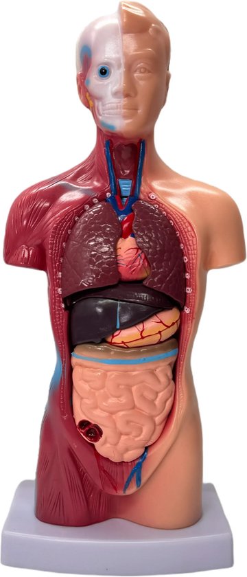Menselijk Torso Model 28 cm - Anatomie Afneembare Interne Organen Skelet Model - 15-delig