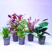 AquaOne Alternanthera Bacopa Echinodorus Hygrophila, 5 X Waterplanten Achtergrond Aquariumplanten Set Met Achtergrondplanten 2138337108 AquaOne Alternanthera Bacopa Echinodorus Hygrophila, 5 X Waterplanten Achtergrond Aquariumplanten Set Met Achtergrondplanten 2138337108