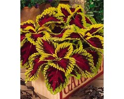 Coleus x blumei Kong Rose