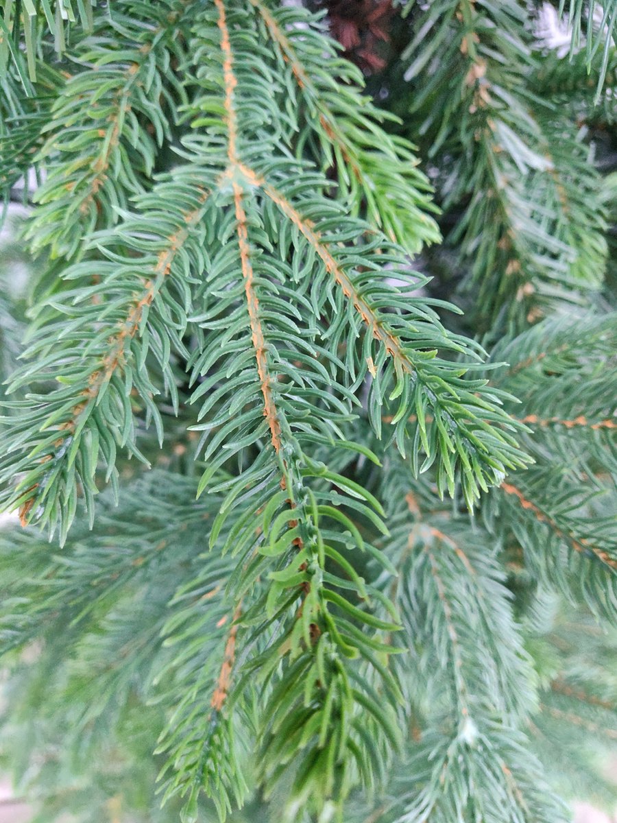 Premfy Nordmann-spar Fir 210 cm Deluxe Kunstkerstboom - 2400 takken - PE + PVC Premium - Zeer Realistische Kerstboom - Zeer echt lijkende Kunstkerstboom - Nordmann Kerstboom - Grand natural Green Fir - Kerstboom Kunststof - Zachte Naalden Spar binnen – foto 2