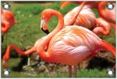 Tuinposter –Roze Flamingo– 120x80 Foto op Tuinposter (wanddecoratie voor buiten en binnen)