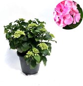 Hortensia roze - 15-20 cm hoog - Ø17cm - 1 plant