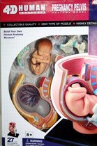 4D Master Anatomisch Leermodel zwangerschap