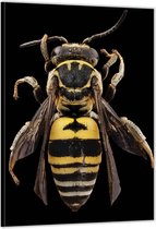 Dibond –Bijenlichaam op Zwarte Achtergrond– 40x60cm Foto op Aluminium (Met Ophangsysteem)