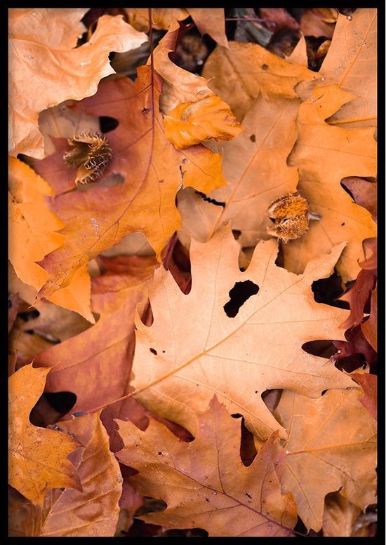 Poster Herfstbladeren- 30x40cm met Fotolijst – Natuur Poster – Ingelijst