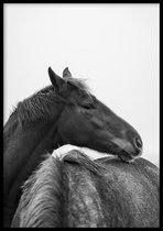 Poster Cuddling Horses (zwart-wit)- 30x40cm met Fotolijst – Natuur Poster – Ingelijst