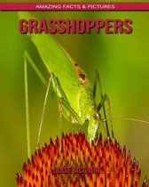 Grasshoppers