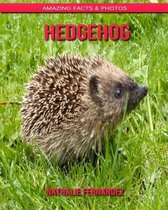 Hedgehog