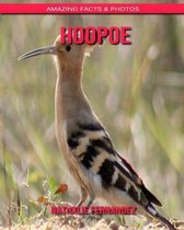 Hoopoe