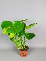 GrowerOnline - Sterke groene kamerplant ( Monstera - Gatenplant ) vers van de kweker in kweekpot Ø17cm ↑ 60cm