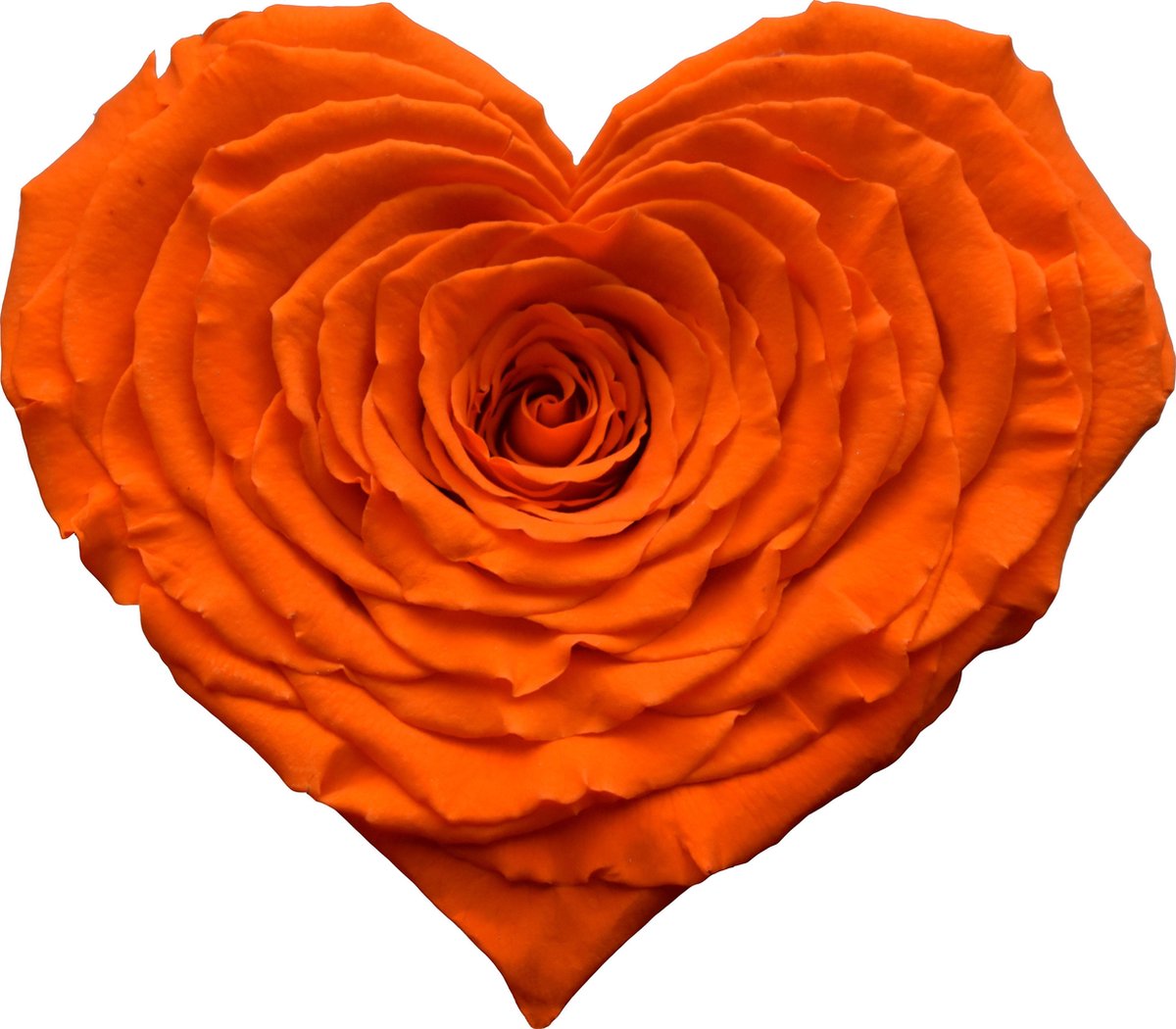 ROOSHART LONGLIFE ORANJE IN EEN LUXE BOX * LET OP! GEMAAKT VAN EEN ECHTE ROOS! 2 JAAR HOUDBARE ROOSHART * RUIM ASSORTIMENT AAN LUXE HANDGEMAAKTE CADEAUS >>> WWW.ROSUZ.NL <<< MET KAARTJE OF PERSOONLIJKE BRIEF * IEMAND AAN HUIS WILLEN VERRASSEN?