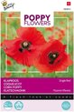 Buzzy® Coquelicots du monde - Poppies Rhoeas Red