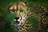 Schilderij - Cheeta in hoog gras , Groen/Geel, 2 maten, Premium print