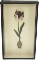 Tulp paars/wit in kastje - glazen vitrinekast staand of hangend - display