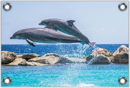 Tuinposter –Twee Dolfijnen bij Rotsen– 90x60 Foto op Tuinposter (wanddecoratie voor buiten en binnen)