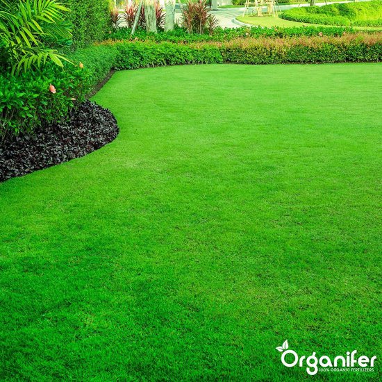 Een perfect gemaaid, frisgroen gazon met een donkergroene plantenborder aan de linkerkant.
