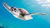 Schilderij schildpad 120 x 80 - Pixello - canvas - woonkamer - slaapkamer - print