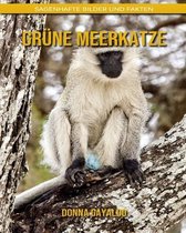 Grune Meerkatze