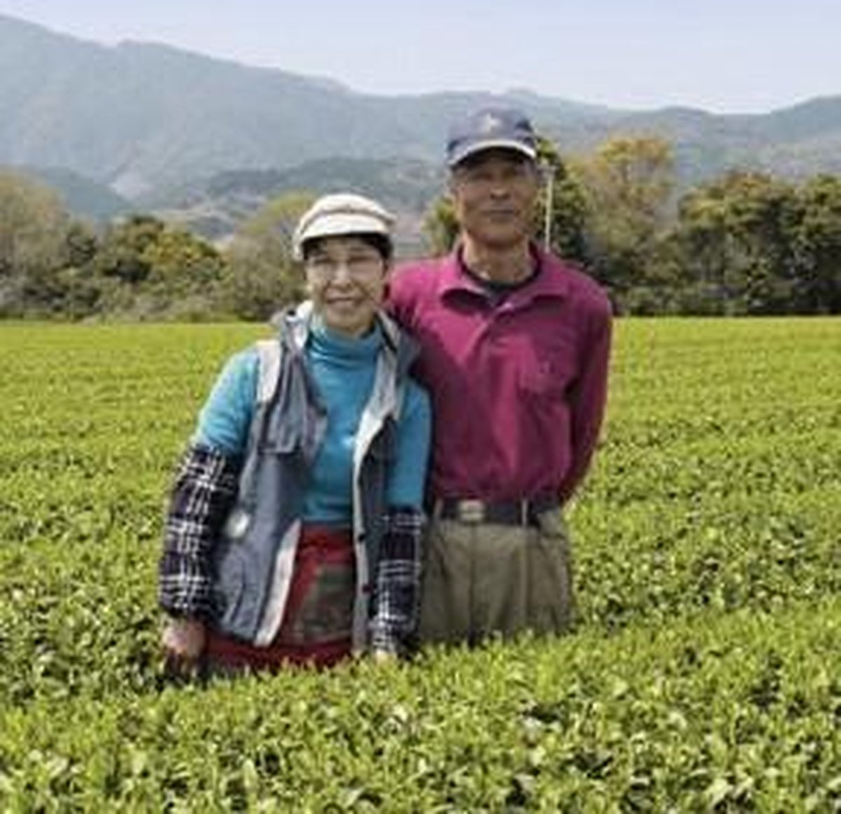Mizudashi Sencha van familie Morimoto (Bio) 4 x 20 builtjes van 5 gr.