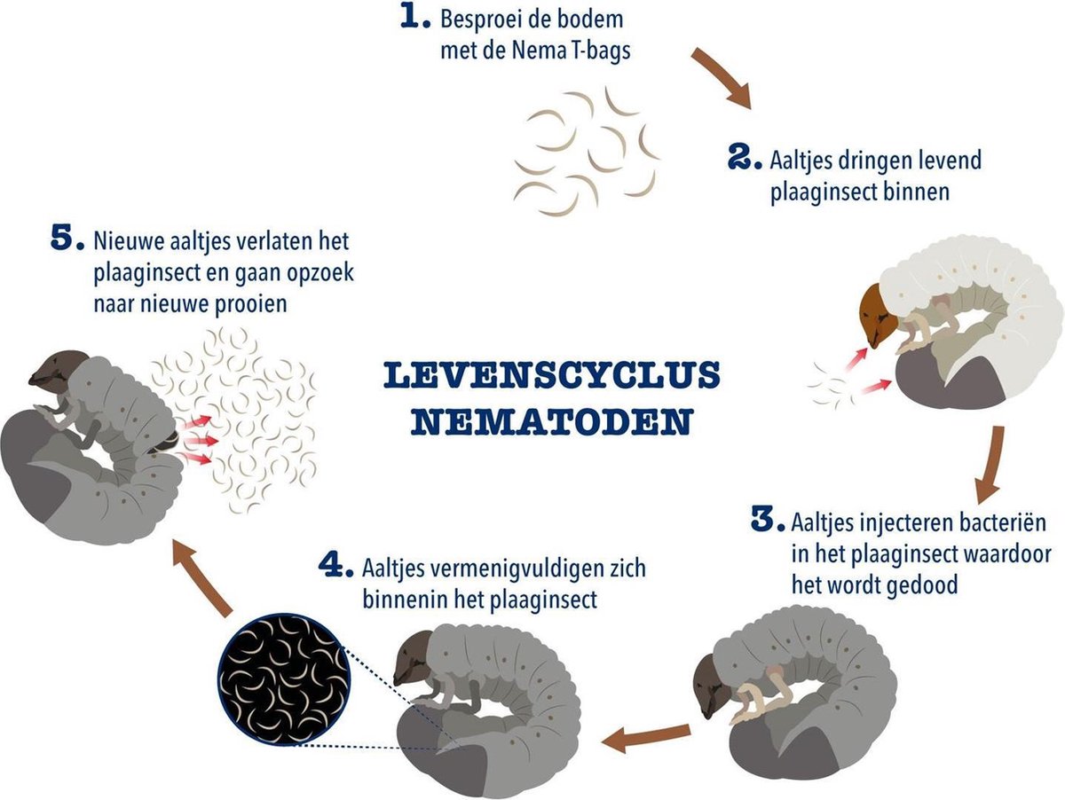 Bol Com Nematodenof Aaltjes Tegen Emelten Coloradokever Enz Voor Max 100 M