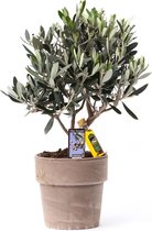 Olea Europeana 'Cipressino' - Olijfboom - Incl. stenen sierpot -  35cm - O 16x13,5cm