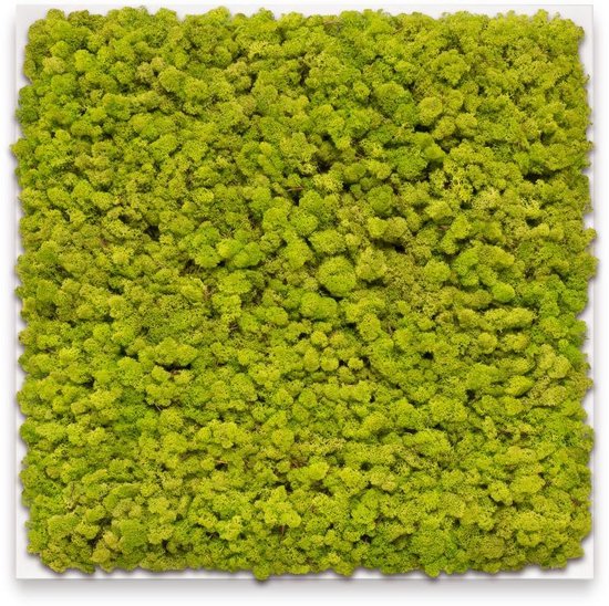 Mosschilderij 60cm x 60cm - rendiermos kleur: Spring Green - lijst: wit hout