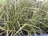 6 x Carex testacea 'Prairie Fire' - Zegge - P9 Pot (9 x 9cm) - Dima Vaste Planten