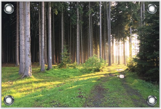 Tuinposter –Zonnestralen in de Bossen– 60x40 Foto op Tuinposter (wanddecoratie voor buiten en binnen)