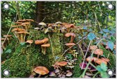 Tuinposter –Paddenstoelen in het Bos– 60x40 Foto op Tuinposter (wanddecoratie voor buiten en binnen)